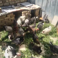 مرغ و خروس و تخم مرغ