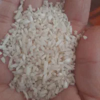 هشتبر دوگوسی