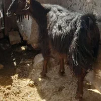 بزجوان شکم دوم دوقلوزا و۴راس میش وشیشک رومایه|حیوانات مزرعه|مرودشت, ده بید|دیوار