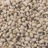 برنج و خرده برنج و حبوبات|خوردنی و آشامیدنی|شیراز, ماه فیروزان|دیوار