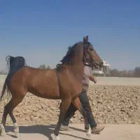 معاوضه مادیان با موتور