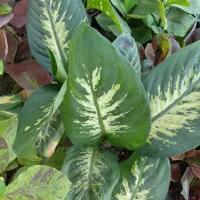 دیفن باخیا ریشه پرپر قیمت استثنائی