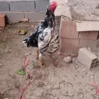حیوانات
