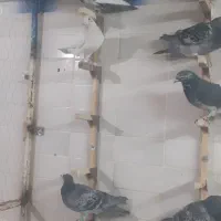 ۱۵ تا پلاکی نر دسته اولی زرنگ