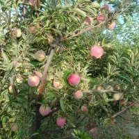 فروش سردرختی سیب