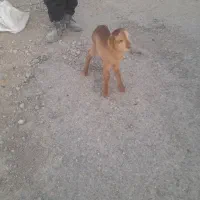 بره شیری