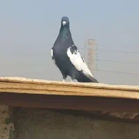 کبوتر سینه سیاه