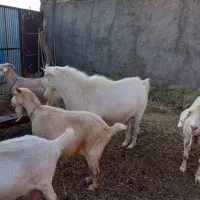 تکه ی سانن درشت واصیل|حیوانات مزرعه|سده (خراسان جنوبی), |دیوار