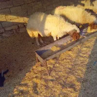 فروش قوچ وبره|حیوانات مزرعه|دهلران, |دیوار