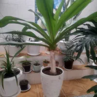 گیاه|گل و گیاه طبیعی|ایلخچی, |دیوار