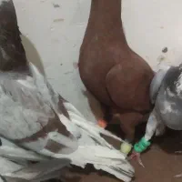 کفتر بوم