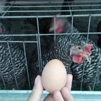 فروش جوجه مرغ آمروک آمریکایی، نژاد اصیل و سودآور