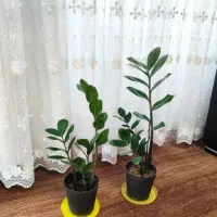 زیبایی