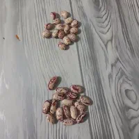 لوبیا چیتی چشم بلبلی