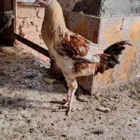 مرغ تخم گذار|حیوانات مزرعه|یزد, |دیوار