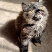 گربه پرشین ماده 8تومن