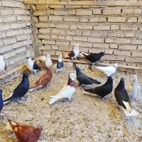 حمیدیه|پرنده|سوسنگرد, |دیوار