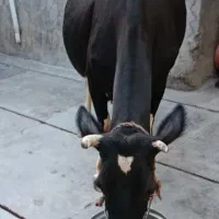 گاو ماده شیرده