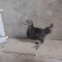 مرغ میناتوری عشق کوتوله تخم نطفه دار