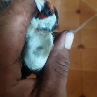 سهره|پرنده|چالوس, |دیوار