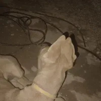 فروش سگ توله نر و ماده پیت بول