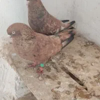 کبوتر کله ای امیدیه