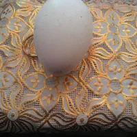 فروشی تخم  بط