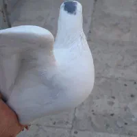 جوجه رنگه|پرنده|مشهد, نیزه|دیوار