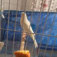 قناری،سیده|پرنده|رشت, بازار|دیوار