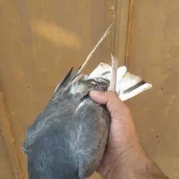 خوشرنگ قهوه ای ماده|پرنده|برازجان, |دیوار