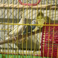 مرغ عشق دستی|پرنده|پاوه, |دیوار