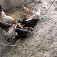 مرغ خروس محلی مشکی