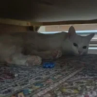 ..‌.