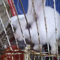 خرگوش|موش و خرگوش|گالیکش, |دیوار