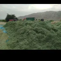 کاه سفید و کاه یونجه.پرس