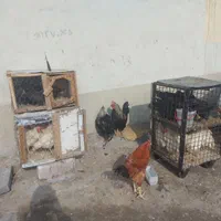 فروش مرغ خروس قربانی ارسال فوری تهران|حیوانات مزرعه|تهران, کن|دیوار