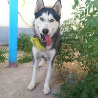 سگی