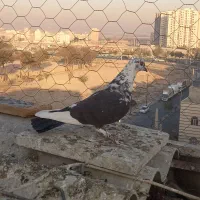 کفتر شهرستانی