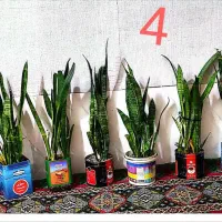 گل سانسور یا خانگی اپارتمانی|گل و گیاه طبیعی|زهک, |دیوار