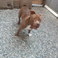 پیت بول|سگ|ساری, |دیوار