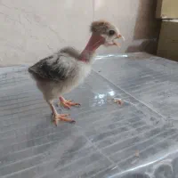 جوجه مرغ محلی