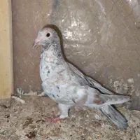 کبوتر