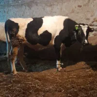 گاو گوساله نر