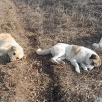 توله سگ پنج ماهه مناسب برای نگهبانی