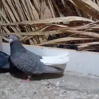 ستا کبوتر|پرنده|فهرج, |دیوار