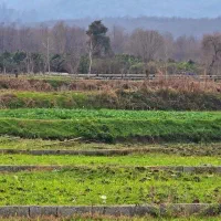 سرمایه گذاری(زمین ۶۰۰متری) اقساط۱۲ماهه|فروش زمین و ملک کلنگی|امامزاده عبدالله, |دیوار