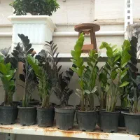 گلهای جدید رسید.