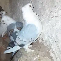 یک جفت بلژیکی اصل