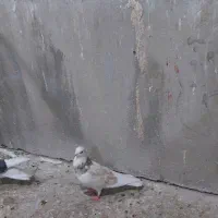 ۹تاکبوتریکجا۱۳۵۰۰۰