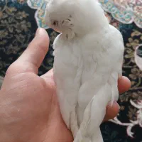 جوجه عروس هلندی آلبینو چشم شرابی|پرنده|قدس, شهر‌قدس|دیوار